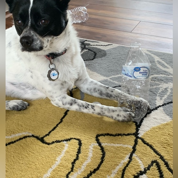 Meet your Posher, ADG - Picture 4 of 8